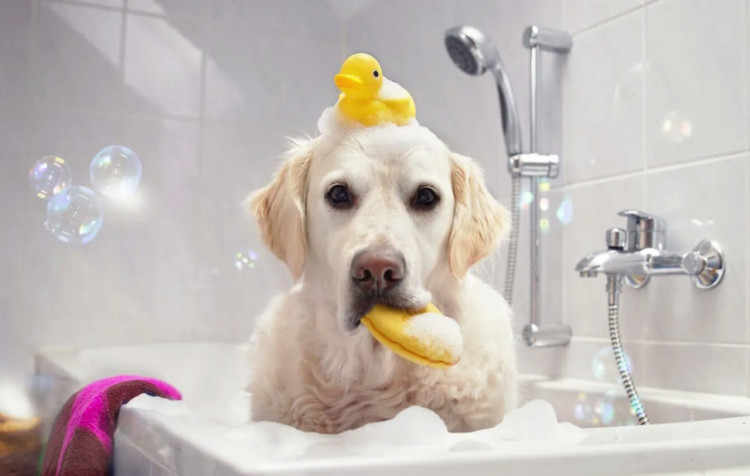 Dctr.Go Шампунь-бальзам для животных Sнampoo Therapy "Мультиуход" 1000 ml в Казани